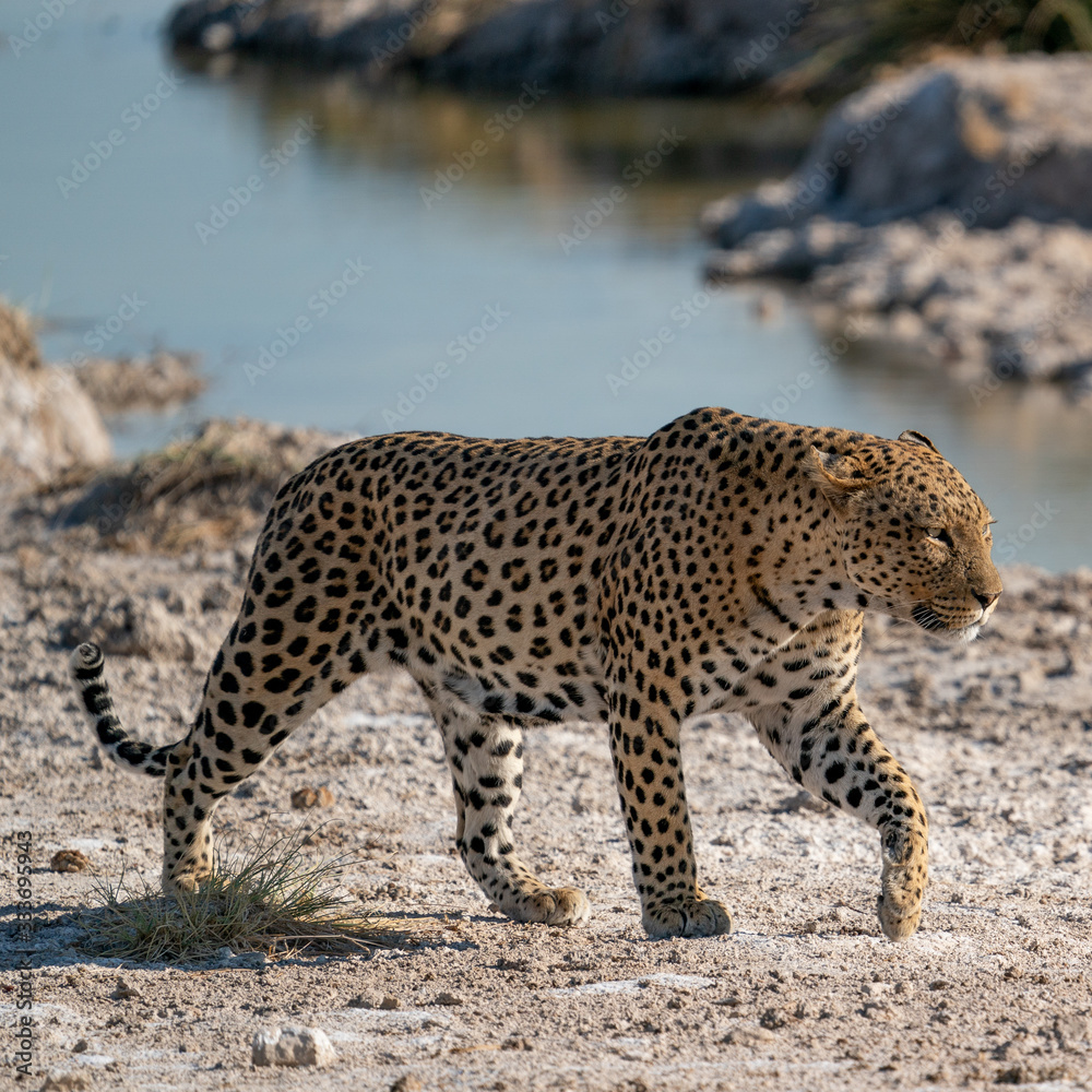 leopardo in namibia