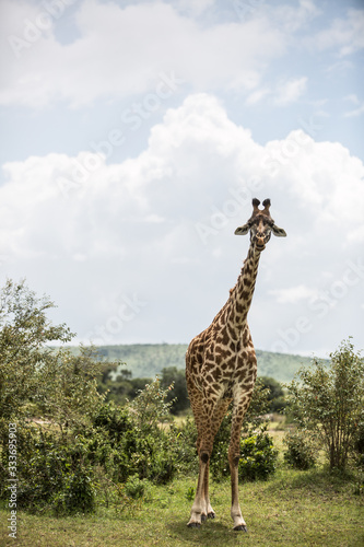 Photography Giraffe in African Savannah