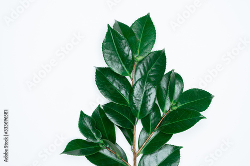 Green leaves on white background. Flat lay, top view, space.