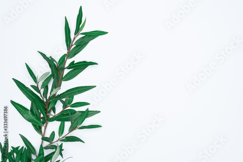 Green leaves on white background. Flat lay  top view  space.