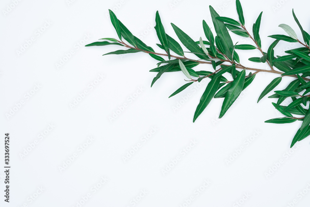 Green leaves on white background. Flat lay, top view, space. Green leaves on white background. Flat lay, top view, space.