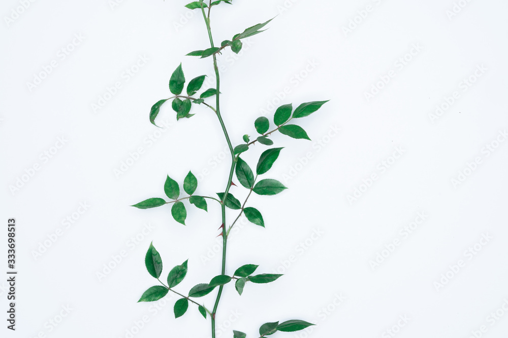 Green leaves on white background. Flat lay, top view, space.