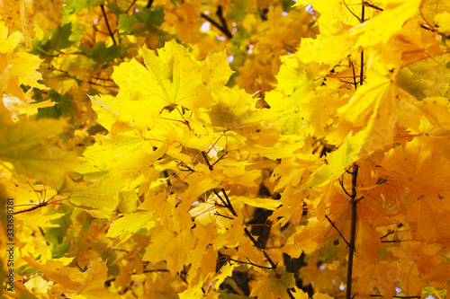 Autumn Fall orange maple tree yellow leafs