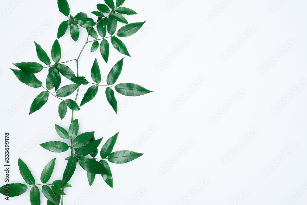 Green leaves on white background. Flat lay, top view, space.