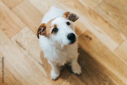 portrait of Jack Russell terrier pet dog standing on a plain wooden floor inside a house looking up