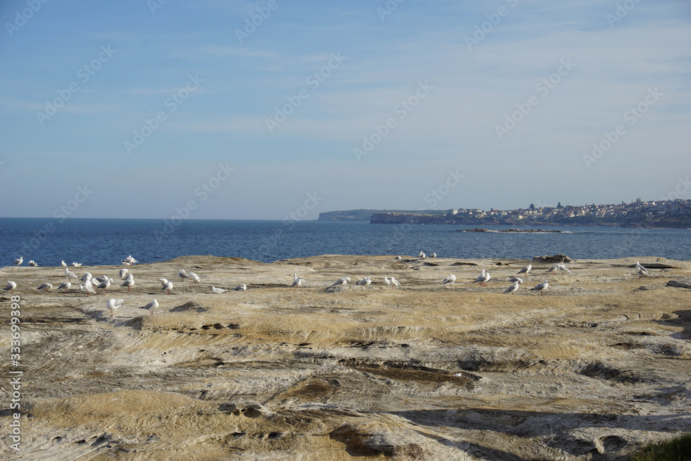 Seagulls resting on the rocks, Bondi to Coogee walk