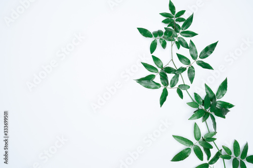 Green leaves on white background. Flat lay, top view, space.