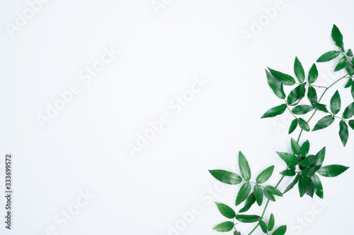 Green leaves on white background. Flat lay  top view  space.