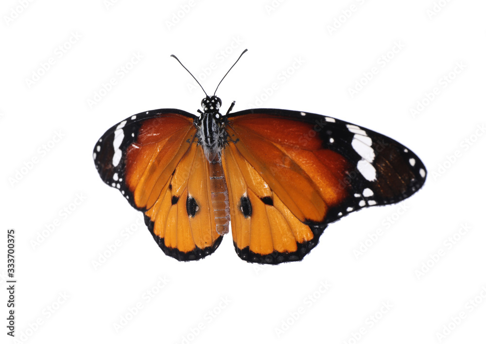 Beautiful painted lady butterfly isolated on white Beautiful painted lady butterfly isolated on white