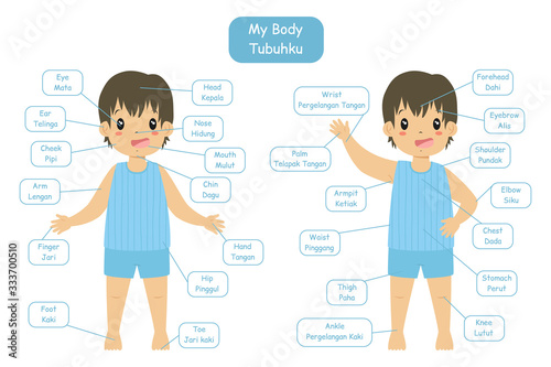 "My body parts" bilingual vocabularies design for children. Cute boy in blue underwear, body anatomy vocabularies, cartoon vector. 