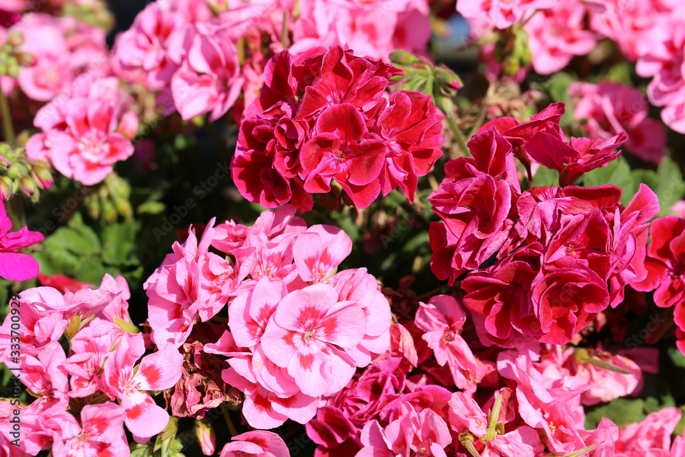 Beautiful blooming wild purplish pink and red flowers photographed in a back yard of a summer cottage. Lovely bright colors. Closeup of the a bush full of flowers. Bush full of red flowers in closeup.