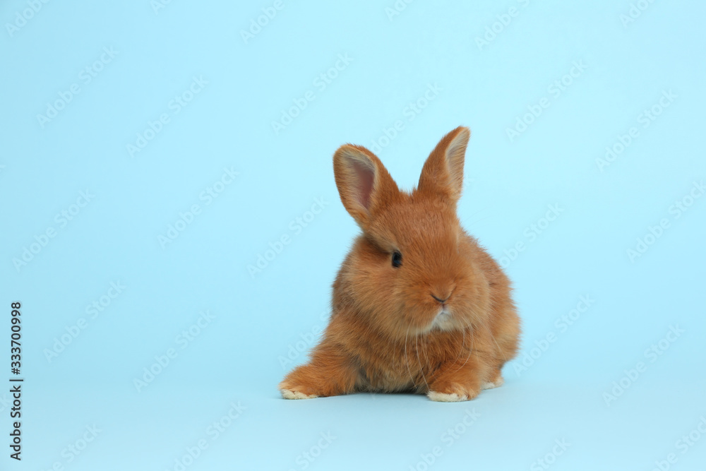 Adorable fluffy bunny on light blue background. Easter symbol