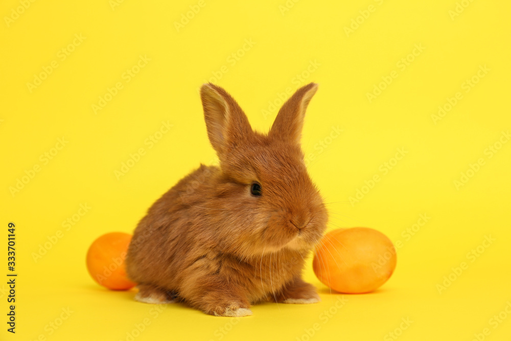Adorable fluffy bunny and Easter eggs on yellow background