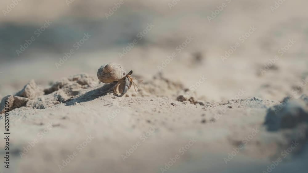 hermit crab travels along the beach with his house hermit crab travels along the beach with his house
