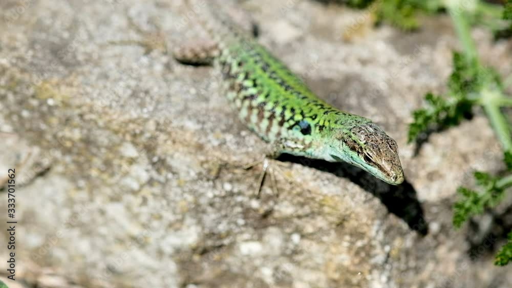 Italian lizard breath motion portrait on a rocky ecosystem,Podarcis siculus Italian lizard breath motion portrait on a rocky ecosystem,Podarcis siculus