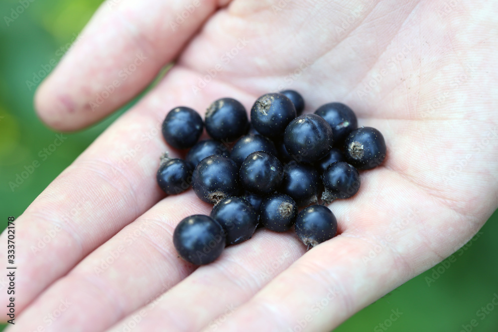 Plenty of blackcurrant berries picked from the backyard of a Finnish summer cottage. Healthy & fresh berries full of vitamin c and other antioxidants. Caucasian male is holding the berries on his hand Plenty of blackcurrant berries picked from the backyard of a Finnish summer cottage. Healthy & fresh berries full of vitamin c and other antioxidants. Caucasian male is holding the berries on his hand