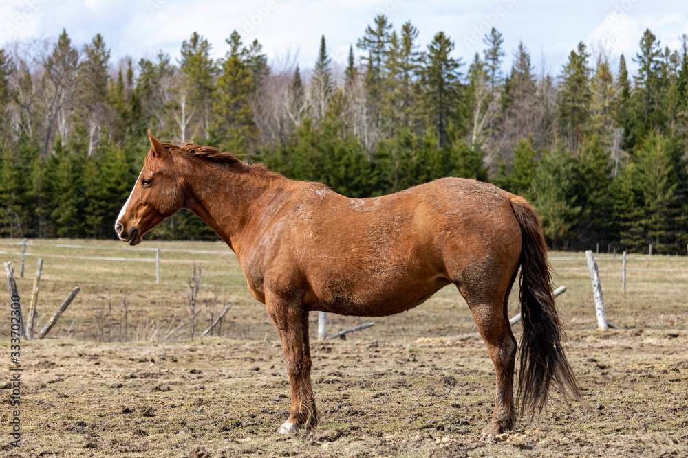 Cheval Cantons de l'Est, Estrie, Québec Canada Cheval Cantons de l'Est, Estrie, Québec Canada
