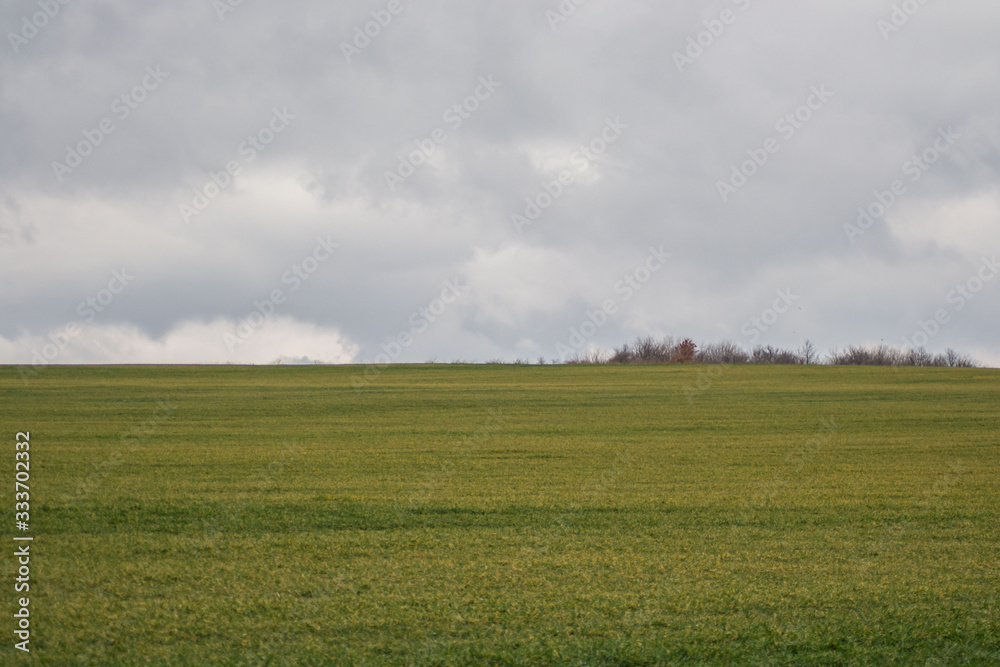 Green grass meadow, agricultural field, cloudy weather, natural background, trees in the back