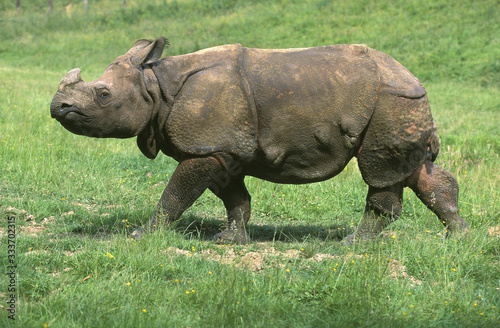 INDIAN RHINOCEROS rhinoceros unicornis WALKING ON GRASS .