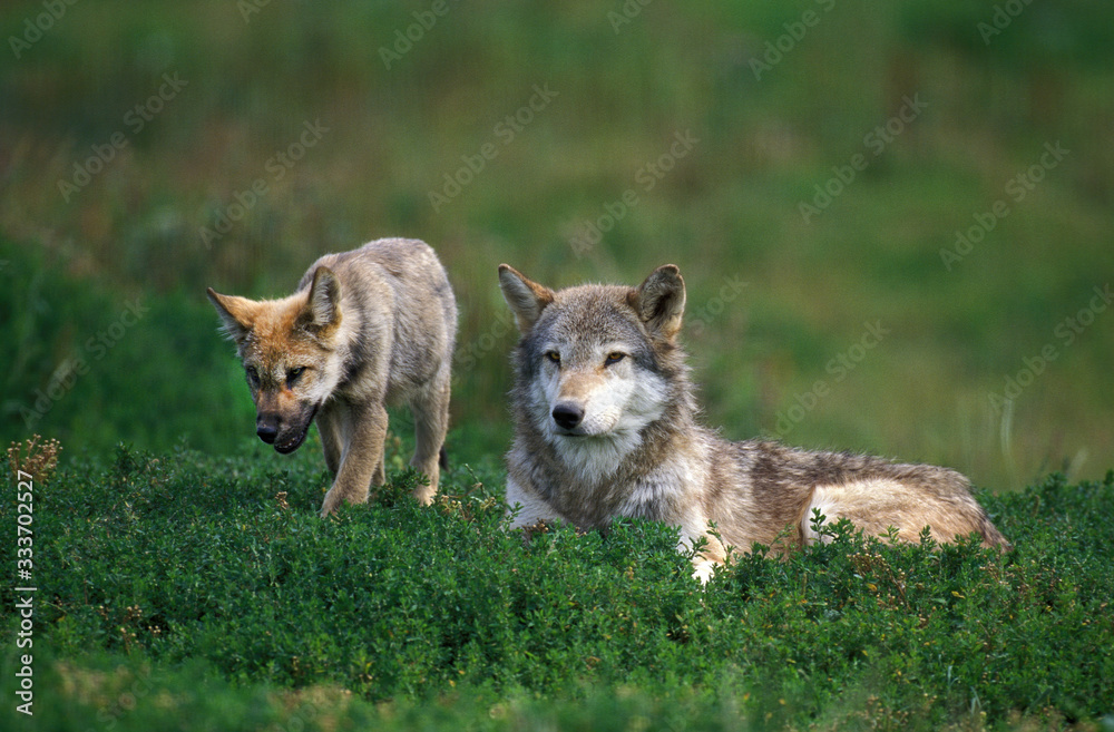 EUROPEAN WOLF canis lupus, FEMALE LAYING DOWN IN GRASS WITH YOUNG . EUROPEAN WOLF canis lupus, FEMALE LAYING DOWN IN GRASS WITH YOUNG .