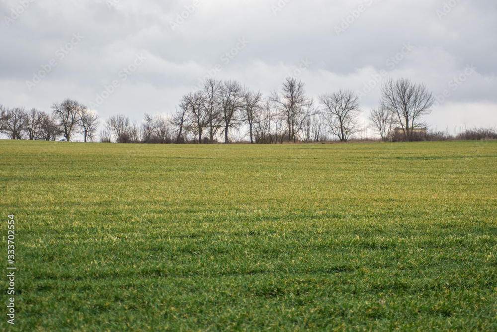 Green grass meadow, agricultural field, cloudy weather, natural background, trees in the back