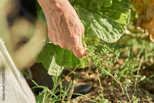 A woman's hand plucking weeds