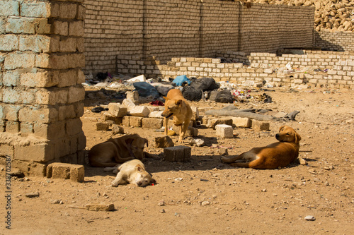 Stray dogs in Cairo Trash City