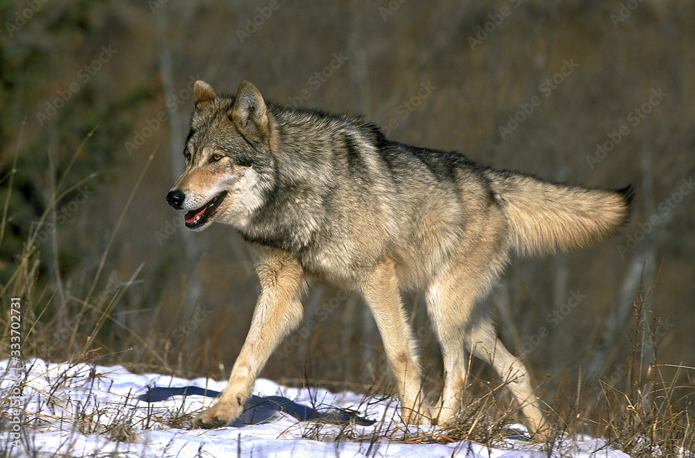Obraz premium NORTH AMERICAN GREY WOLF canis lupus occidentalis, ADULT WALKING IN SNOW, CANADA