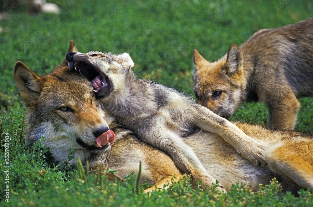 Obraz premium EUROPEAN WOLF canis lupus, FEMALE AND YOUNGS LAYING DOWN IN GRASS .
