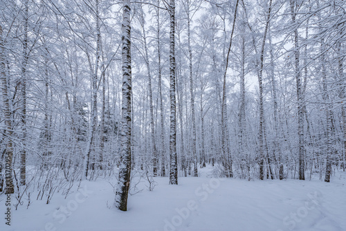Birch tree grove at winter evening time,