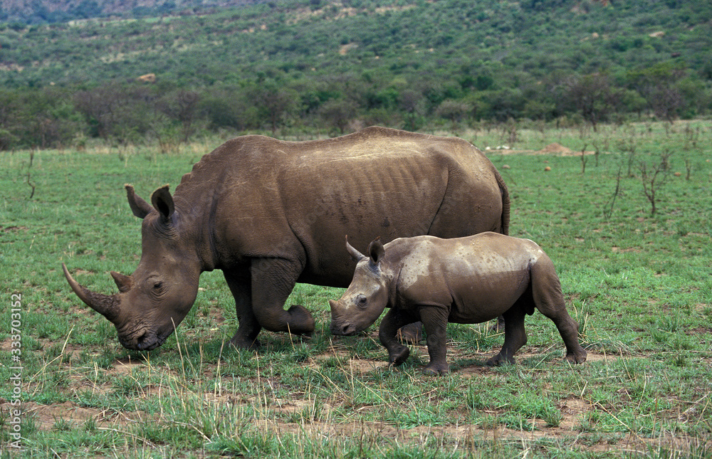 WHITE RHINOCEROS FEMALE AND YOUNG ceratotherium simum IN SOUTH AFRICA . WHITE RHINOCEROS FEMALE AND YOUNG ceratotherium simum IN SOUTH AFRICA .