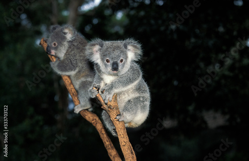 Photography KOALA phascolarctos cinereus, ADULTS ON BRANCH, AUSTRALIA  .