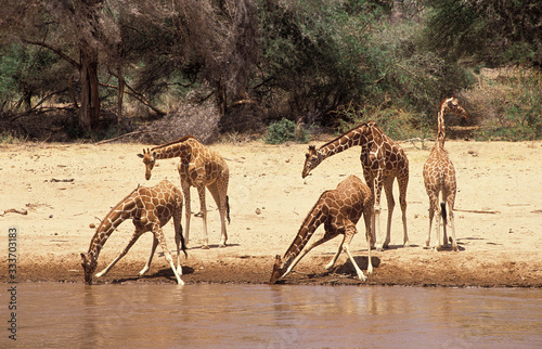 Tela RETICULATED GIRAFFE giraffa camelopardalis reticulata, GROUP DRINKING AT RIVER, KENYA