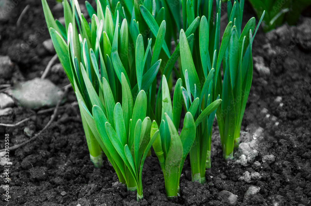 onions in the garden onions in the garden