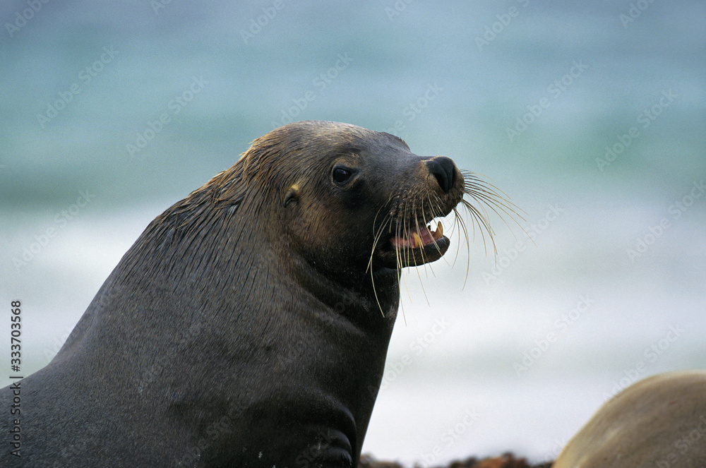 Fototapeta premium AUSTRALIAN SEA LION neophoca cinerea, HEAD OF ADULT, AUSTRALIA .