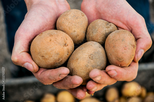 fresh potatoes in hands