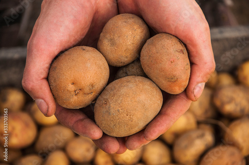 potatoes in hands