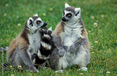 RING TAILED LEMUR lemur catta, PAIR SITTING IN GRASS, MADAGASCAR  . © slowmotiongli