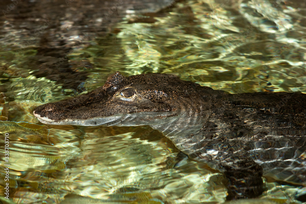 SPECTACLED CAIMAN caiman crocodilus, HEAD OF ADULT EMERGING FROM WATER PH SPECTACLED CAIMAN caiman crocodilus, HEAD OF ADULT EMERGING FROM WATER PH