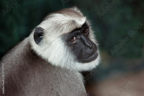 HEAD OF HANUMAN LANGUR semnopithecus entellus PH