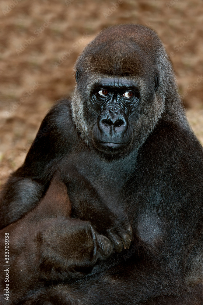 Obraz premium EASTERN LOWLAND GORILLA gorilla gorilla graueri, YOUNG SUCKING PH