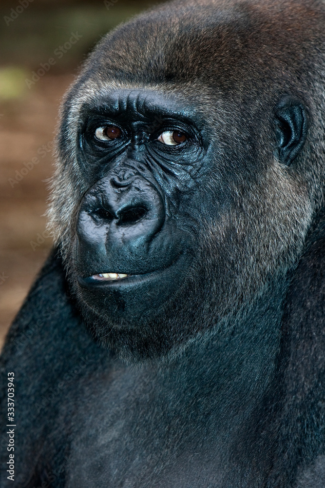 Fototapeta premium EASTERN LOWLAND GORILLA gorilla gorilla graueri PH