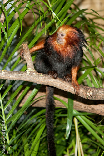 GOLDEN HEADED LION TAMARIN leontopithecus chrysomelas ON A BRANCH AGAINST GREEN FOLIAGE PH