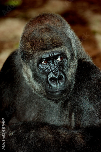 EASTERN LOWLAND GORILLA gorilla gorilla graueri, HEAD OF FEMALE PH