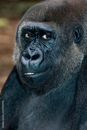 EASTERN LOWLAND GORILLA gorilla gorilla graueri PH