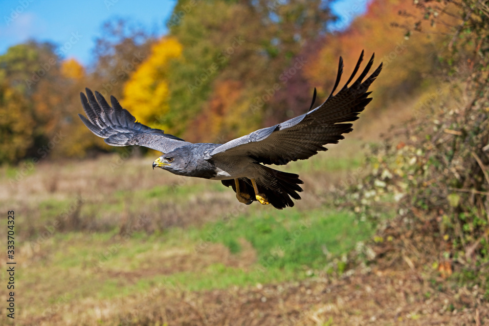 Obraz premium BLACK-CHESTED BUZZARD-EAGLE geranoaetus melanoleucus, IN FLIGHT PH