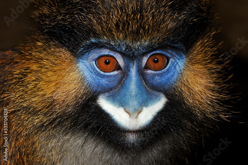 HEAD CLOSE-UP OF MOUSTACHED MONKEY OR MUSTACHED MONKEY cercopithecus cephus PH photo