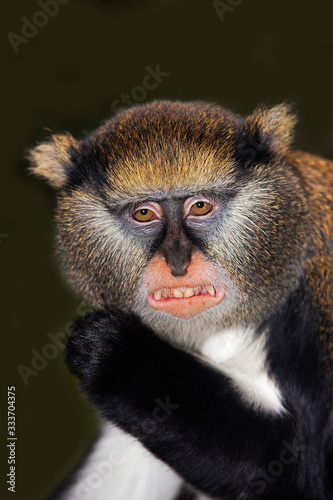 HEAD CLOSE-UP OF CAMPBELL'S MONKEY cercopithecus campbelli SHOWING TEETH  PH
