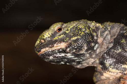 Spiny-tailed Lizard, uromastyx acanthinurus, Portrait of Adult PH