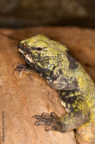 Spiny-tailed Lizard, uromastyx acanthinurus, Adult standing on Rock PH